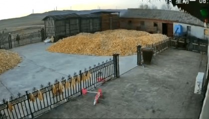 黑龙江老虎咬伤村民，当地抓捕中，律师解析四大焦点问题