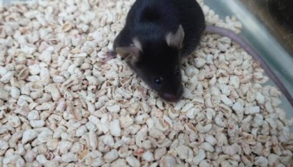 为4只“太空小鼠”取名，网友：从从、容容、游刃、有余……