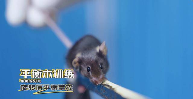 神二十一有4只“小鼠航天员”！选拔Vlog公开→