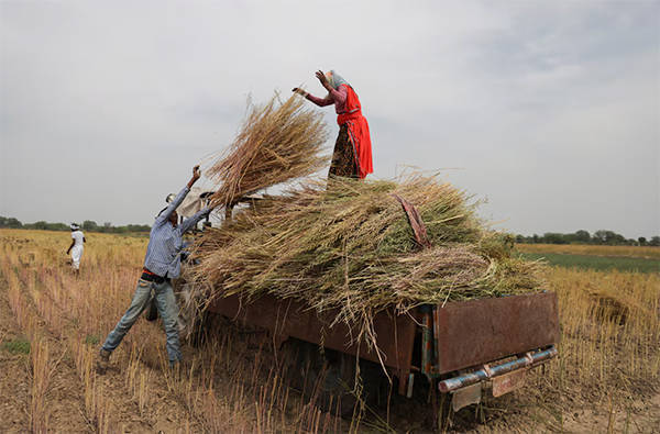英媒:中国采购量破纪录,推动印度油菜籽种植面积创历史新高